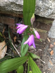 Bletilla