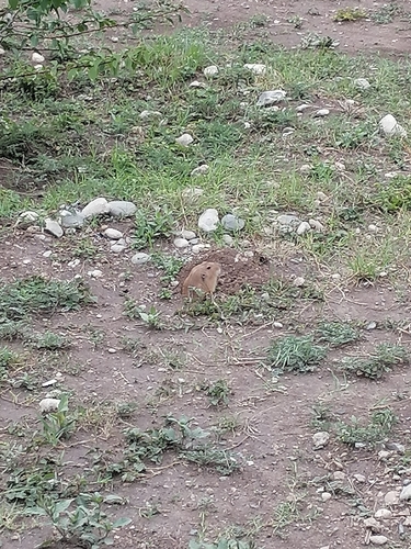 Yellow-faced Pocket Gopher
