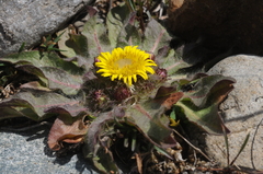 Inula rhizocephala
