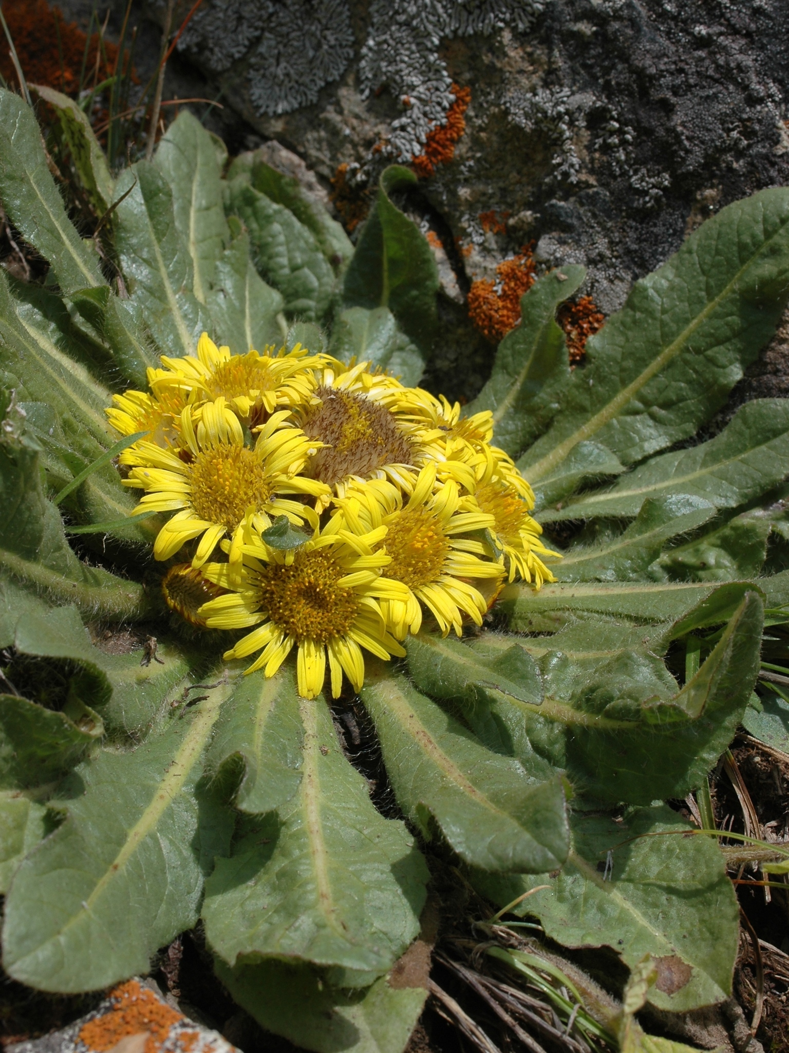 Inula