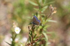 Polyommatus bellargus