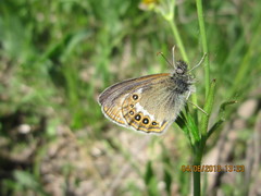 Coenonympha hero