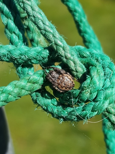 Walnut Orbweaver, 1797 SL Den Hoorn, North Holland, Netherlands, photo 9 of 10