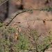 Acacia laeta