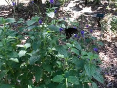 Papilio troilus image