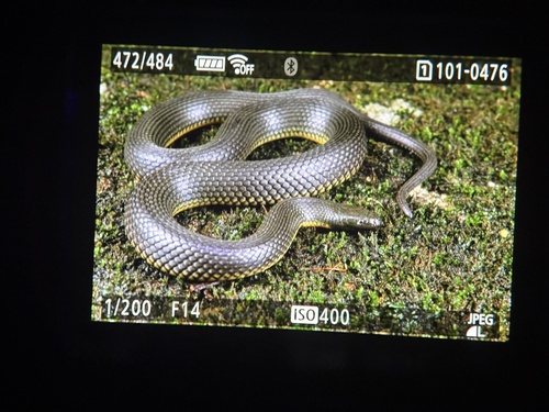Shenzhen Mountain Stream Snake