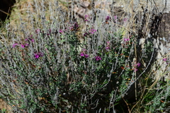 Teucrium marum