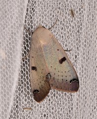 Ophiusa parcemacula