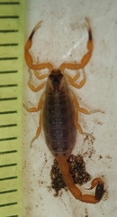 Uroplectes vittatus