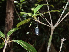 Pleioluma baueri