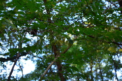 Robinia pseudoacacia