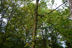 Acer pseudoplatanus