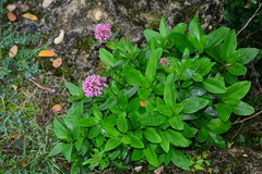 Centranthus ruber