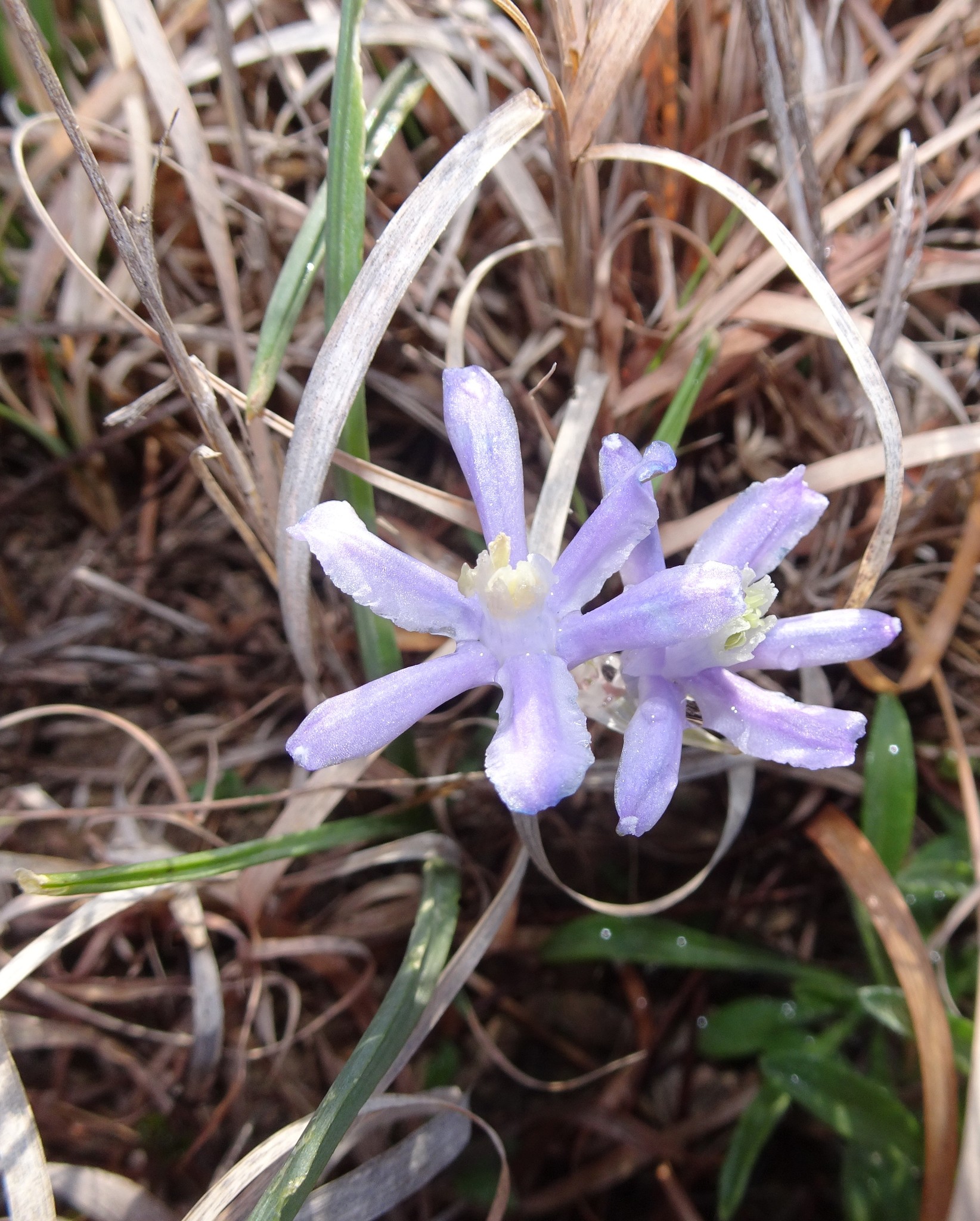 Androstephium coeruleum