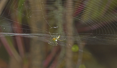 Leucauge dromedaria