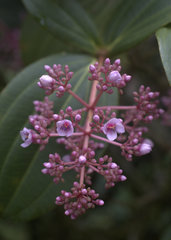 Medinilla speciosa