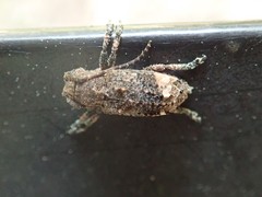 Pterolophia granulata