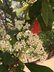 Photinia × fraseri