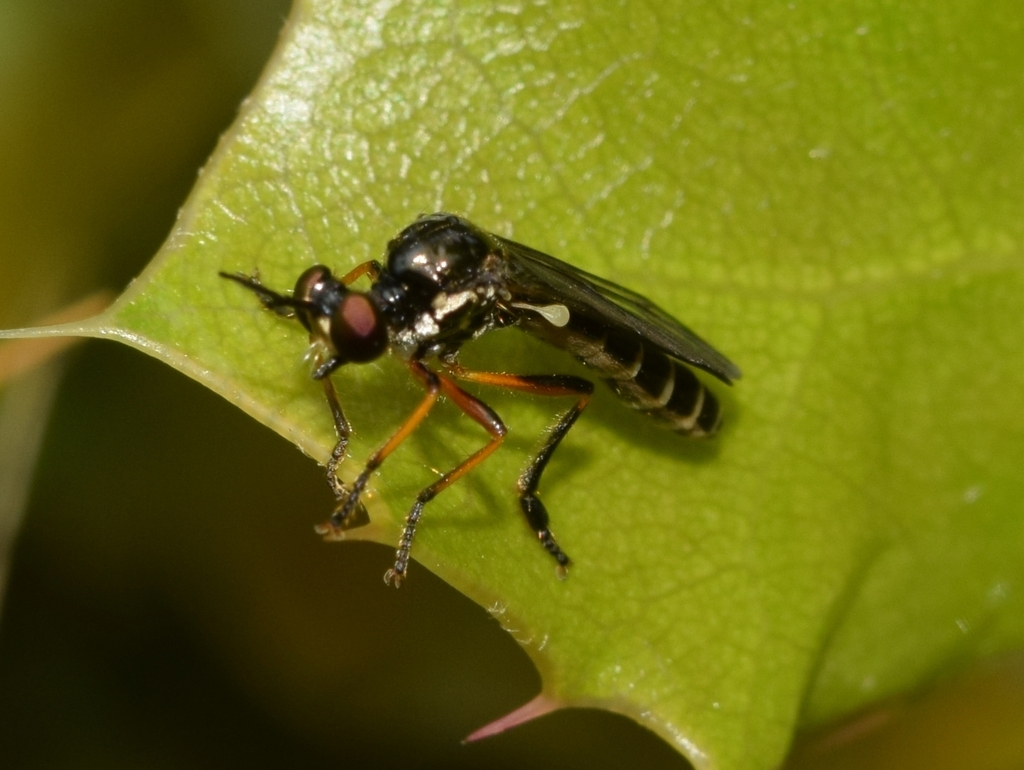 Dioctria ochrifacies