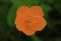 Trollius ledebourii