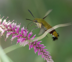 Cephonodes hylas virescens