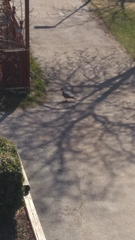 Columba palumbus