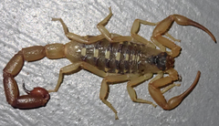 Uroplectes vittatus