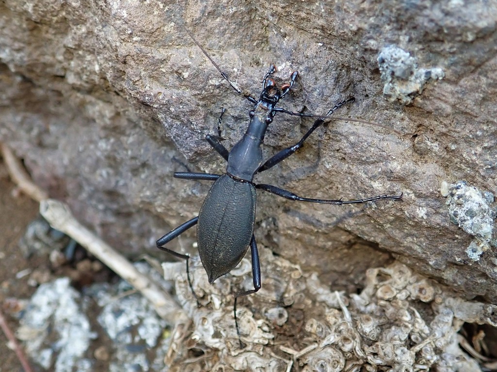 Subspecies Carabus blaptoides oxuroides · iNaturalist