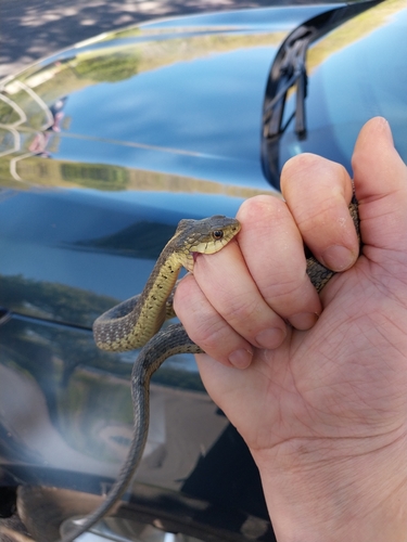 Garter Snake