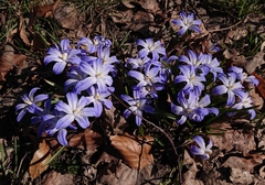 Scilla luciliae
