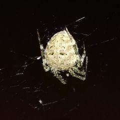Neoscona nautica