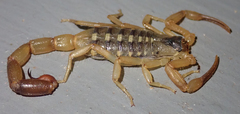 Uroplectes vittatus