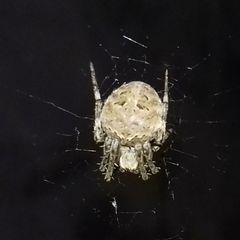 Neoscona nautica