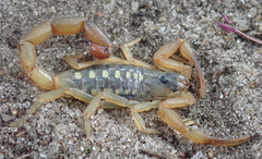 Uroplectes vittatus