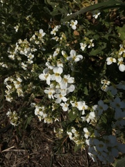 Arabidopsis arenosa