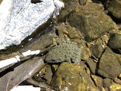 Glandirana emeljanovi