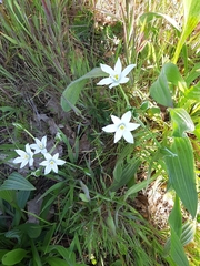 Ornithogalum umbellatum