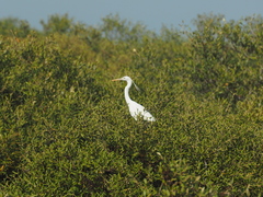Egretta gularis