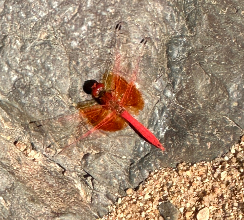Orange-winged Dropwing