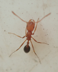 Monomorium rufulum