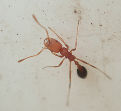 Monomorium rufulum