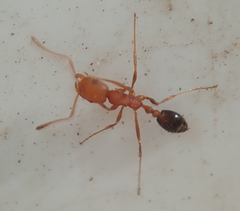 Monomorium rufulum