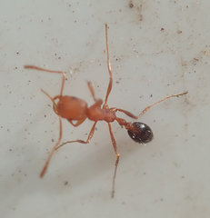 Monomorium rufulum