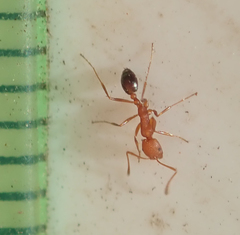 Monomorium rufulum