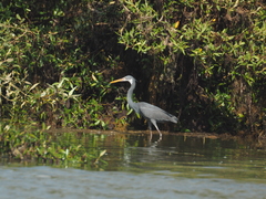 Egretta gularis