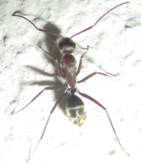 Camponotus vestitus