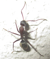 Camponotus vestitus