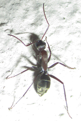 Camponotus vestitus