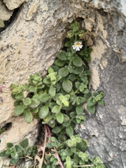 Chaenorhinum villosum, photograph (c) Juan Martínez Reina, some rights reserved (CC BY)