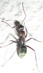 Camponotus vestitus